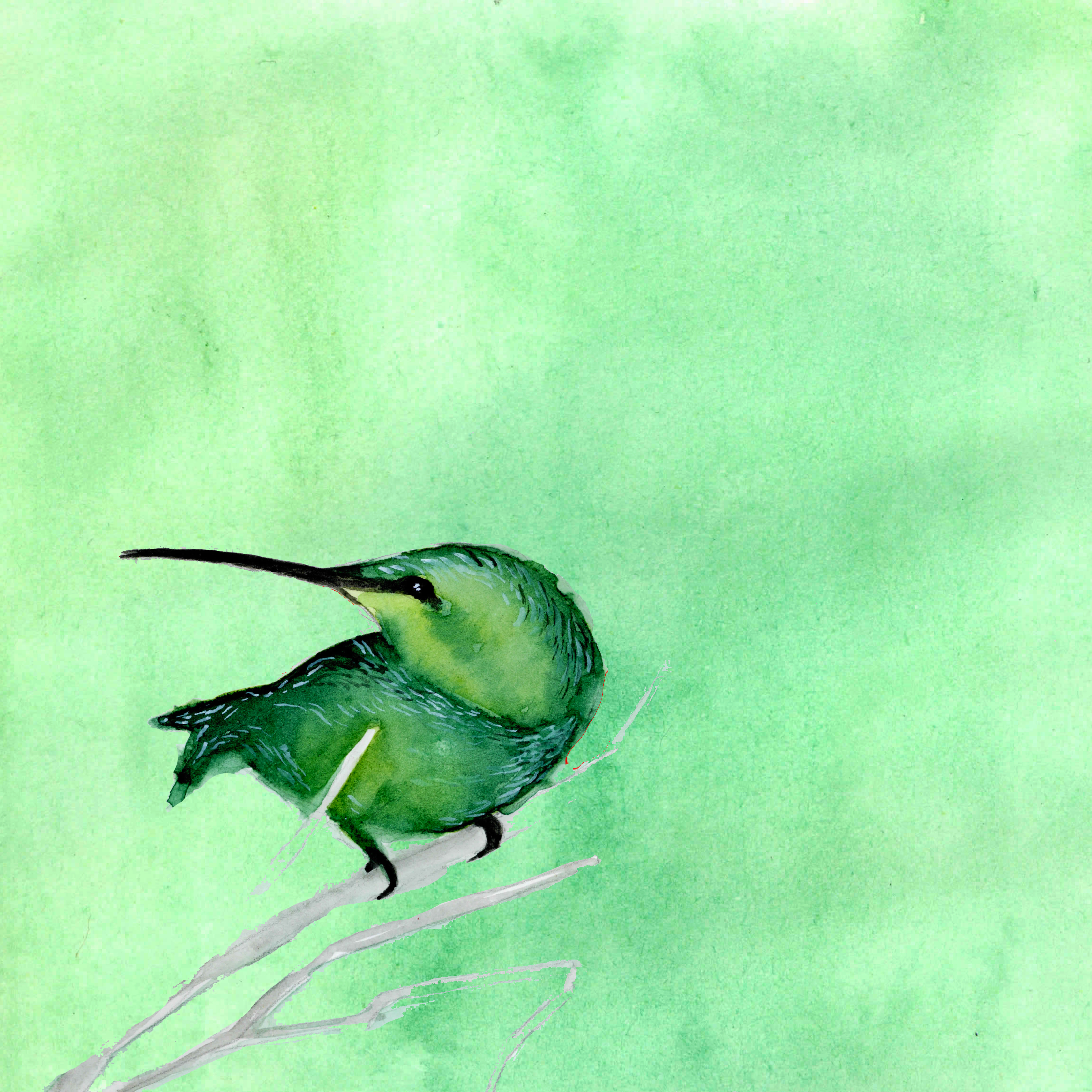 colibri femelle seul